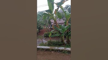 hujan turun bikin sejuk suasana #shorts