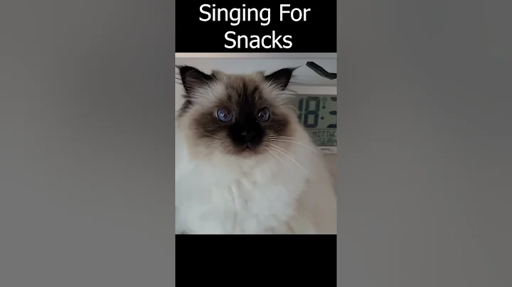 Video 11520421: cats meowing loudly, cat food meow, cat meow cute