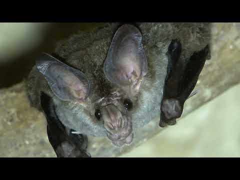 The Big-eared Woolly Bat : Guardians of the Temples