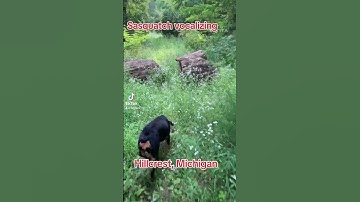 Sasquatch vocalizing #mystery #usa #creature #creepypasta #sasquatch_01 #forestmonster #bigfoot #fu