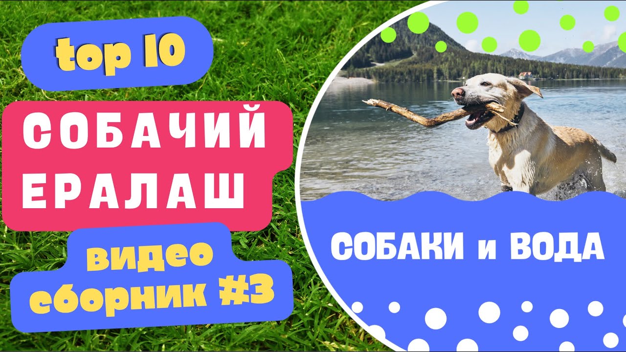 СМЕХ до УПАДУ ??! Водные процедуры! СМЕШНЫЕ СОБАКИ, выпуск №3 - YouTube