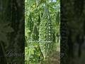 Amazing Karela Farming 😍 | Full of Bitter Gourd in Village Farm 🌿#shorts #sarnaviral shorts#ytshorts