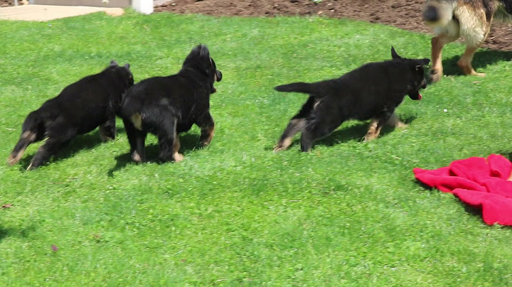 German shepherd pitbull mix puppies for sale near me