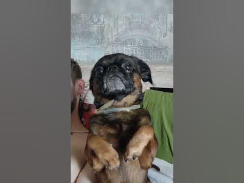 Собака грифон. Пти-брабансон приколы #собаки #питомцы - YouTube