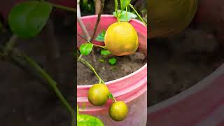 Chinese Kamla Lebu In My Gardengardening Status Video