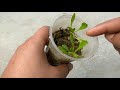 GROW BLACK PEPPER FROM SEEDS WITH UPDATE