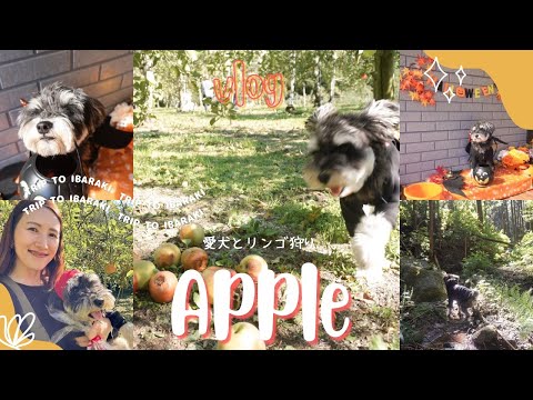 【愛犬とお出かけ】ミニチュアシュナウザーとりんご狩り | 茨城県 | 大自然ドッグラン|秋のおすすめドライブスポット