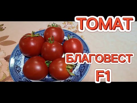 Сорт томата благовест отзывы фото
