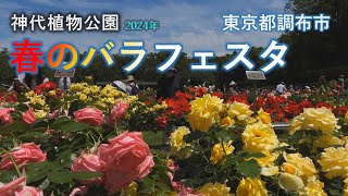 『神代植物公園』　春のバラフェスタ　2024年  4K