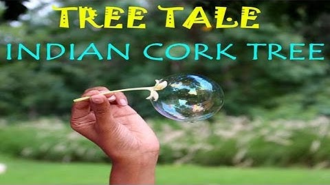 Tree Tale - Indian Cork Tree | Kannada