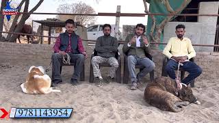 Famous Bully Kutta Yadav Bhambhu