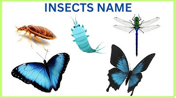 Learn 30 Insect Names in 5 Minutes | Insect Names for Kids | Top 20 Common Insects name