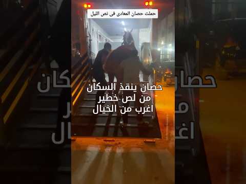 حملت حصان المعادى فى نص الليل ٦٠شو مع الدكتور حاتم ستين