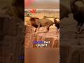 Survival in the Wild: Moments You Can’t Escape 🌍🐊 #wildlife #animals