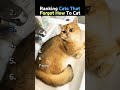 ranking the best cat 😺 #cat #funny #pets Ananya Awasthi