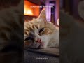 music for anxious cats 🐾 #shorts #catstress #catmusic