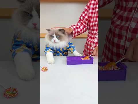 When Kitty refused to give candy to her mistress #youtubeshorts #viralshort