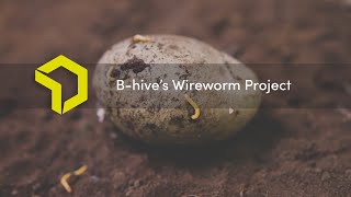 Wireworm Project from B-hive screenshot 5