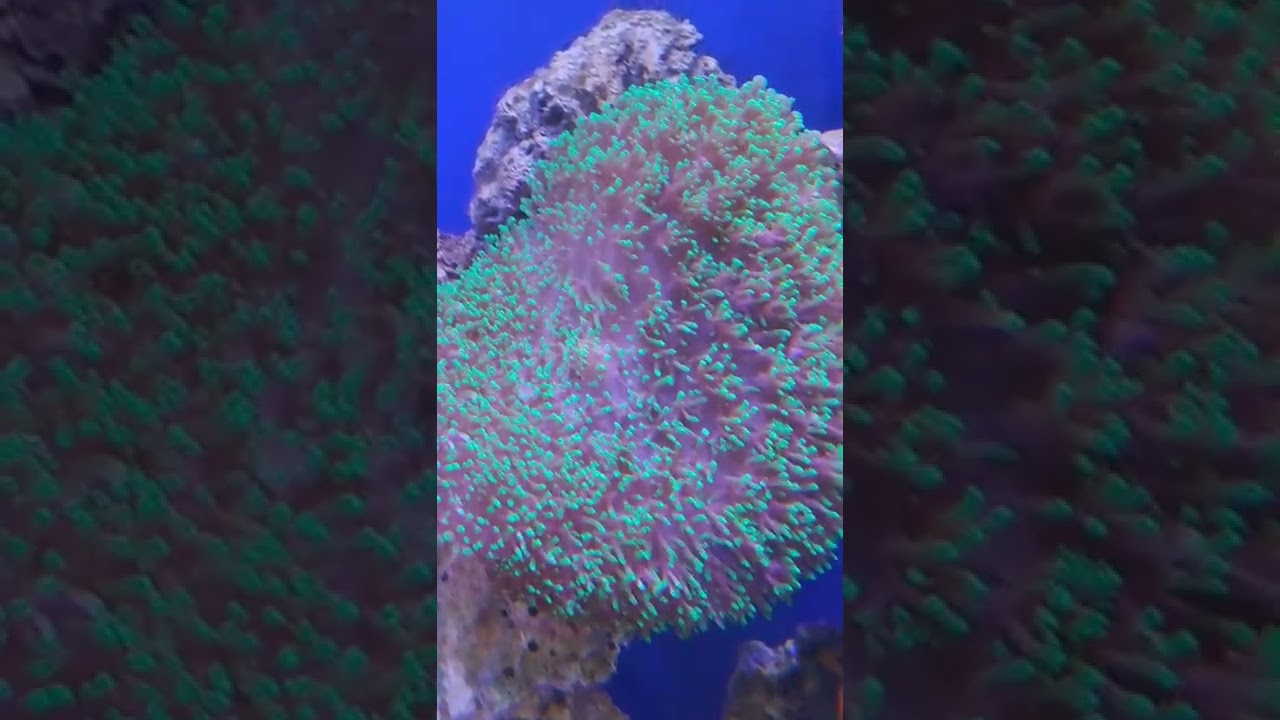 Coral Mush Green Hair crescimento Rápido - YouTube