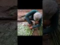 “Building a Bamboo Shelter Around a Giant Tree | Alone in the Forest#survival#campping #shrots