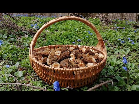 Секреты сбора Сморчковой Шапочки & Грибной релакс