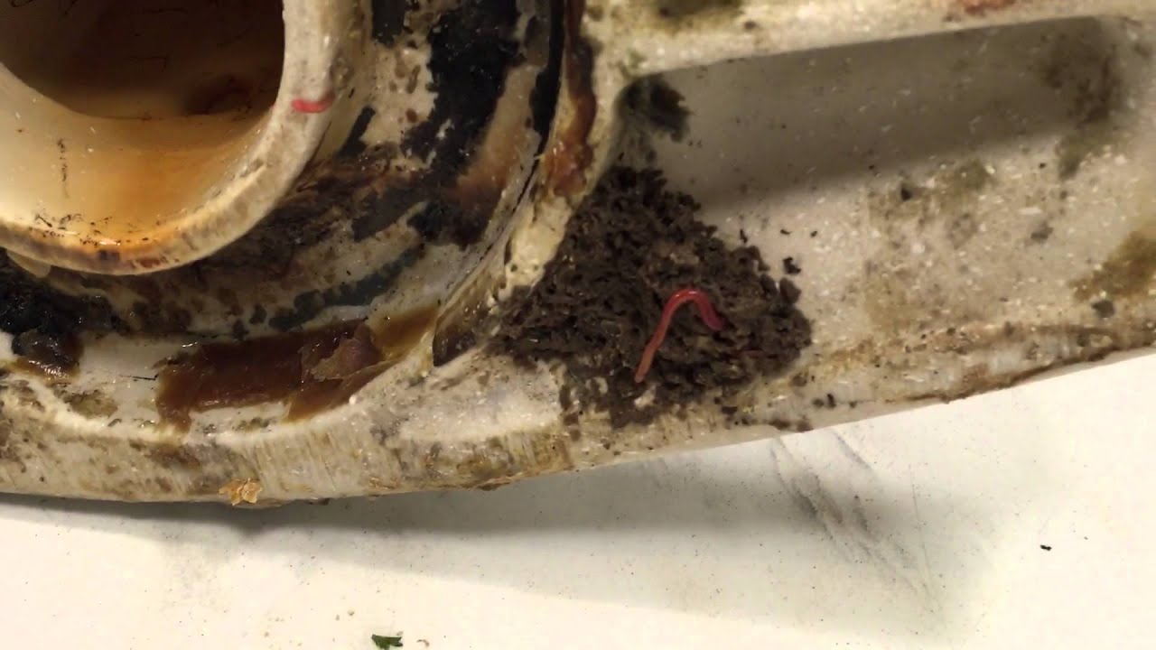 Red worms when we pulled this toilet 