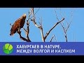 Между Волгой и Каспием - Хабургаев в натуре | Живая Планета