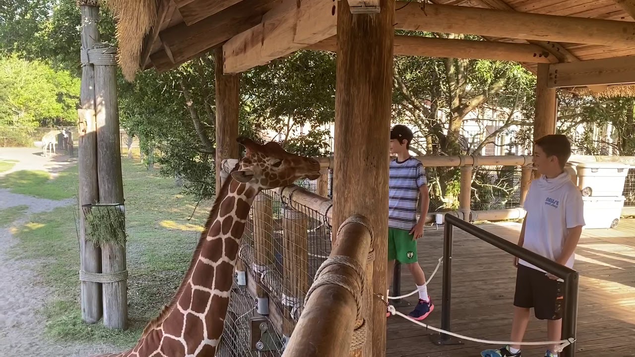 Jacksonville Zoo and Gardens , Florida - YouTube