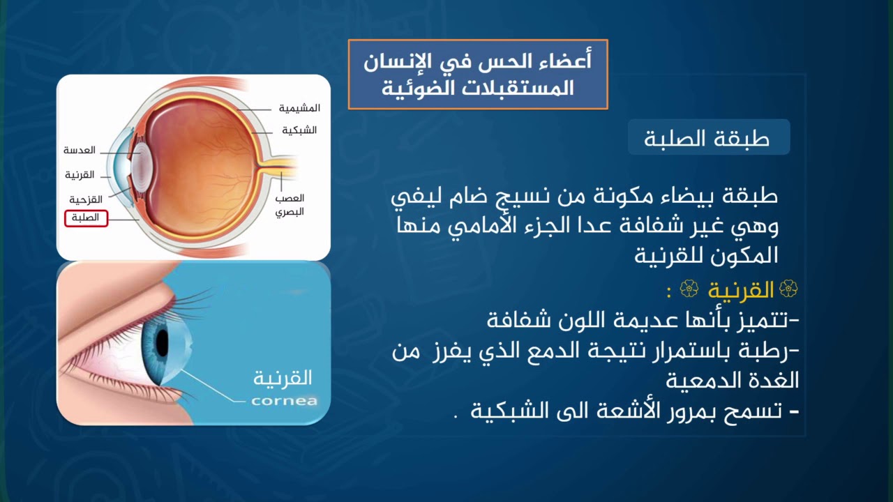 دروس تعليمية | الاحياء | اعضاء الحس في جسم الانسان (المستقبلات الضوئية) | الصف الثالث ثانوي