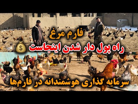 جوان که از ۵۰ مرغ شروع کرد حالا چندین فارم دارد سرمایه گذاری که زندگی ات را تغییر می دهد