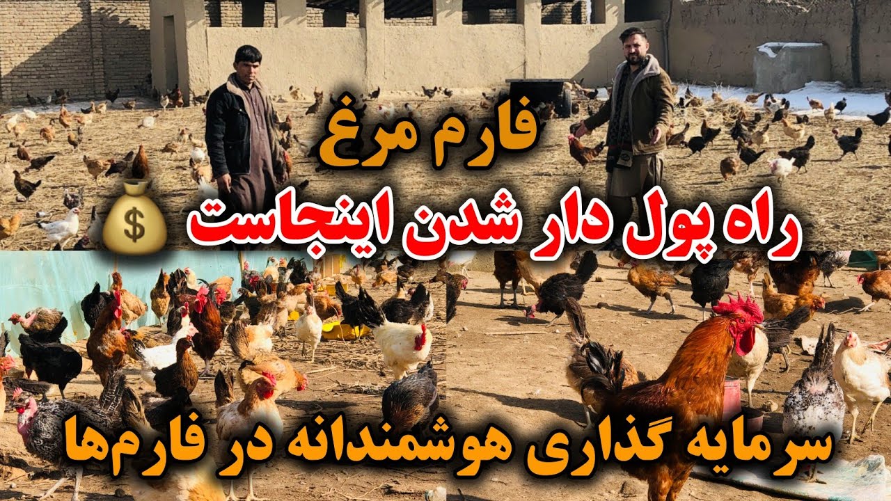 جوان که از ۵۰ مرغ شروع کرد حالا چندین فارم دارد | سرمایه‌گذاری که زندگی‌ات را تغییر می‌دهد