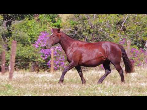 Lote 18 - Víbora do Purunã