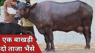 एक ग्याभिन बाखड़ी और दो ताजा भैंसे, एक ही जगह बिक्री के लिए उपलब्ध || Lavanya Dairy Farm (9911080006)