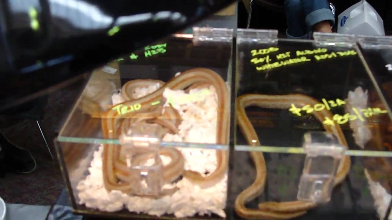 top movies on netflix KG Constrictors and Top Line Constrictors Booths Aug 2010 RMRE