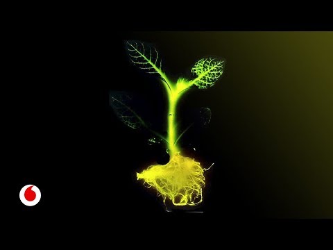 Video: Árboles y farolas: ¿Cuál es el efecto de crecer cerca de las farolas?