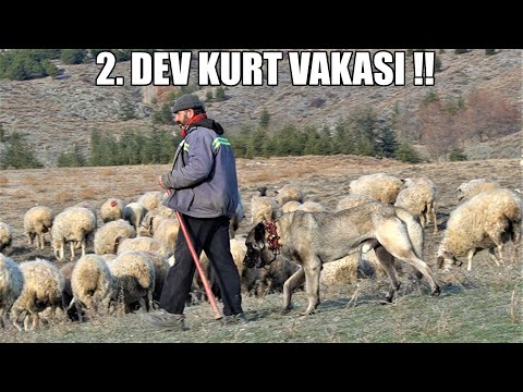 2. DEV KURT VAKASI ESKİŞEHİR'DE ORTAYA ÇIKTI ! 15 ANADOLU ÇOBAN KÖPEĞİ DEV AYI İLE BAŞEDEMEDİ DEDİ !