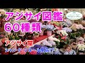 【ご紹介】アジサイ図鑑 60種類♪【アジサイ屋 シャン・ド・フルール開店!?】