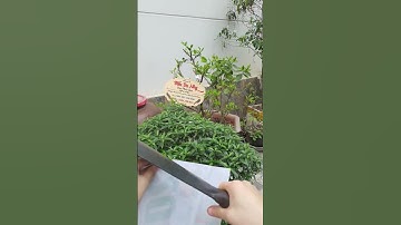 #Dao_Phúc_Sen DAO THÁI CHUỐI TRUYỀN THỐNG (0384.729.800)