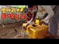 [한끼네#22] 드디어 병아리가 들어 왔습니다 | 라오스 한끼네 양계장 프로젝트 #5 (마지막편)