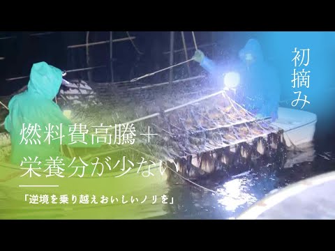 気温２度の寒さの下、有明海で養殖ノリ「初摘み」～今季は１３億枚生産へ