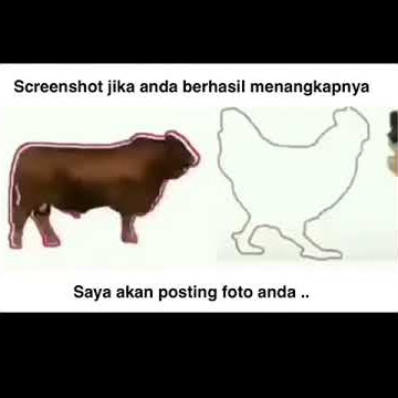 #1 Status/Story WA - Tangkap Ayam dan Sapi (Level Sedang)