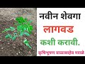 नवीन शेवगा लागवड कशी करावी  || Navin Shevga Lagwad kashi karavi|| Drumsticks cultivation||