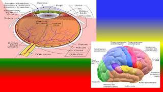 What is sensory threshold ?