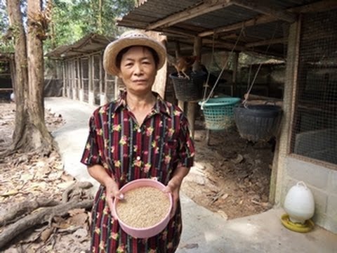 สูตรอาหารเร่งโตสำหรับลูกไก่ | ข้อมูลที่เกี่ยวข้องสูตร อาหาร ไก่ โต เร็วที่ถูกต้องที่สุดทั้งหมด