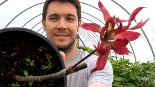 Grafting Red Leaf Japanese Maples | How I Propagate My Bloodgood Variety