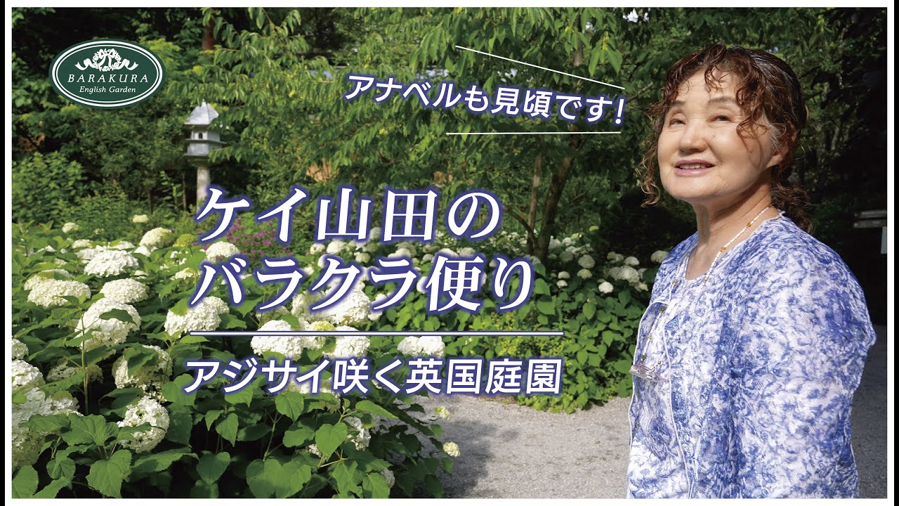 ケイ山田のバラクラ便り 〜アナベルとアジサイが見頃です 〜 | 蓼科高原バラクライングリッシュガーデン