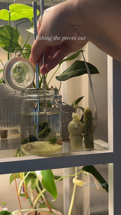 Download lagu fixing my broken #marimo #mossball with rubber bands! 🐚