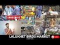Birds Market Lalukhet Sunday Vlog Update 9-11-25 Latest Update