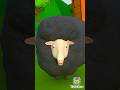 Baa Baa Black Sheep Song Nursery Rhymes Kids Songs YippiBox Nurseryrhymes Childrensongs