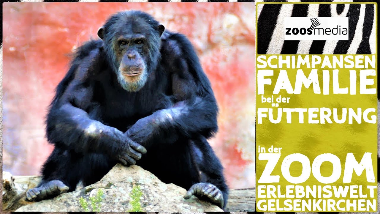 ZOOM Erlebniswelt Gelsenkirchen: Schimpansen-Fütterung | zoos.media